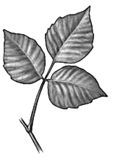 plant image