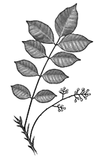 plant image