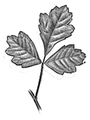 plant image